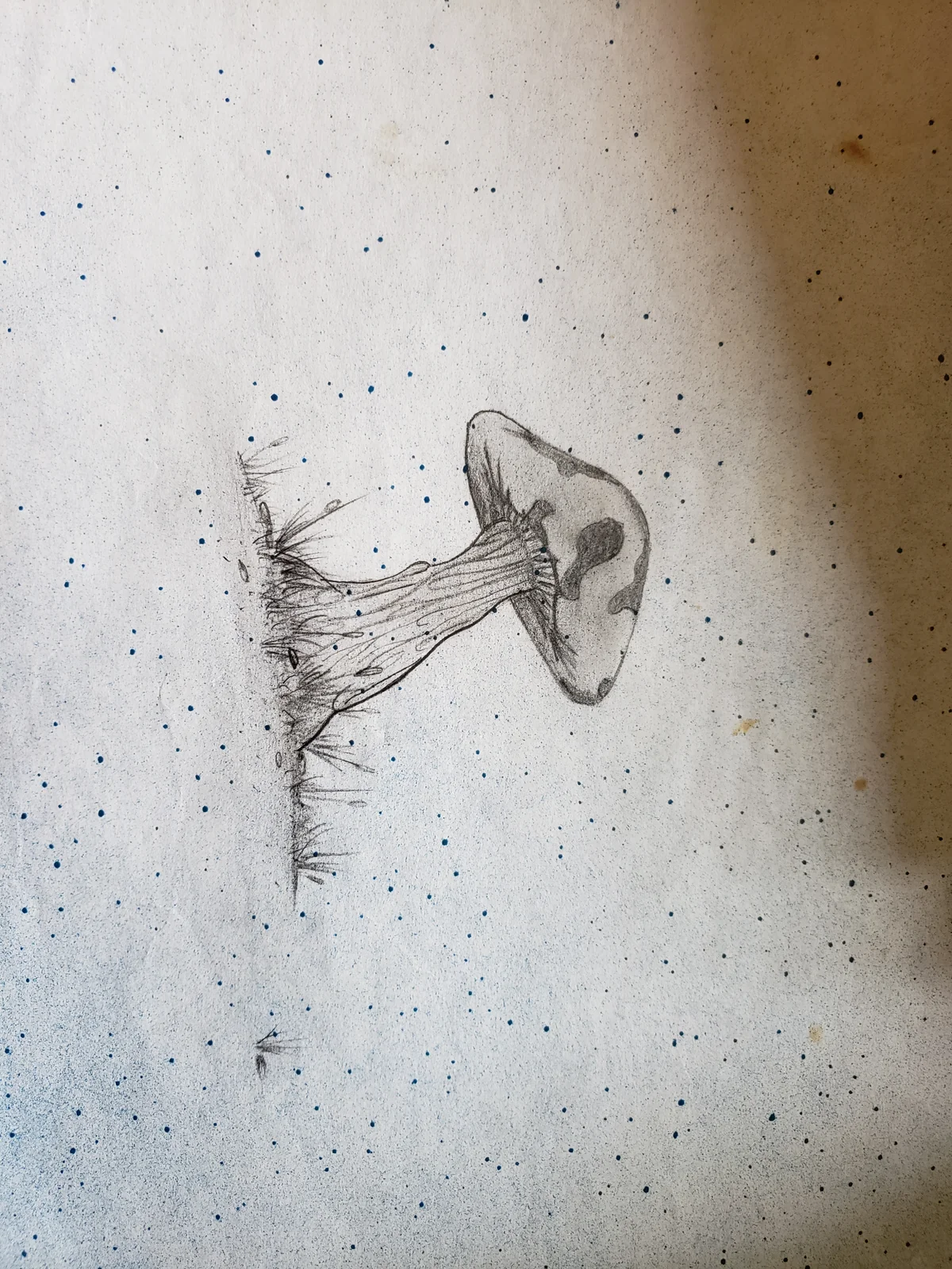 Pencil drawing of a mushroom-like growth on speckled paper